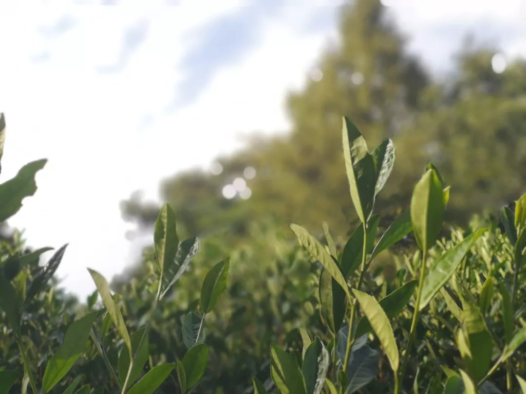 4月3日：“农产品批发价格200指数”比昨天下降0.43个点