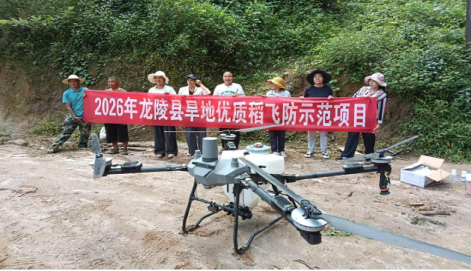 科技赋能农业：无人机飞防织密旱地优质稻病虫害“防护网”